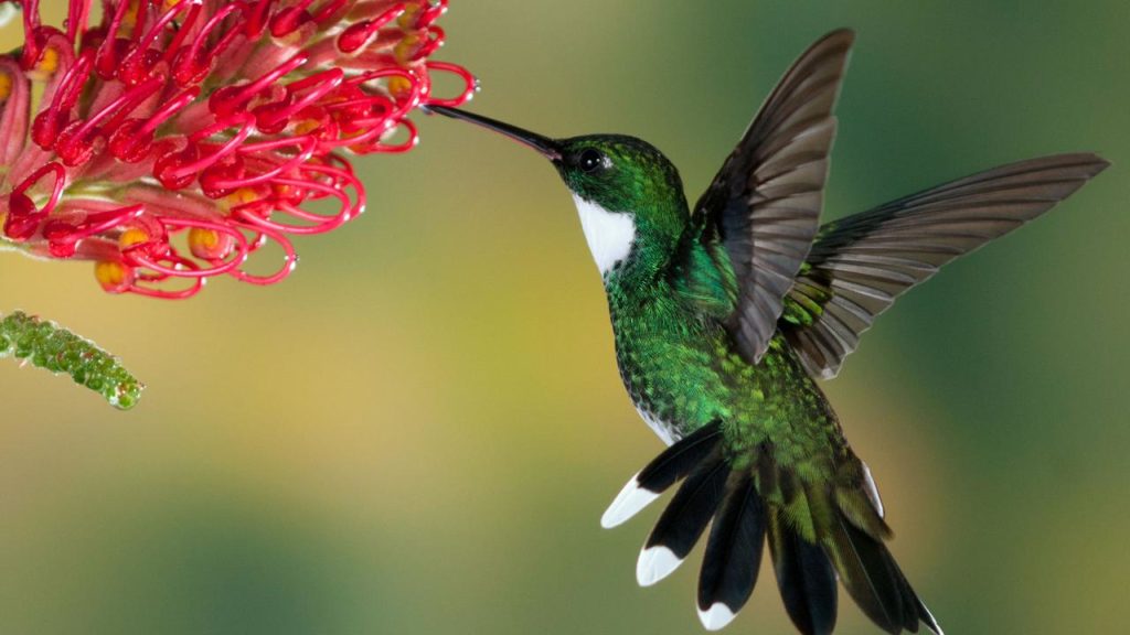 Hummingbirds Can Drop Their Body Temperatures to Extremes: New Study